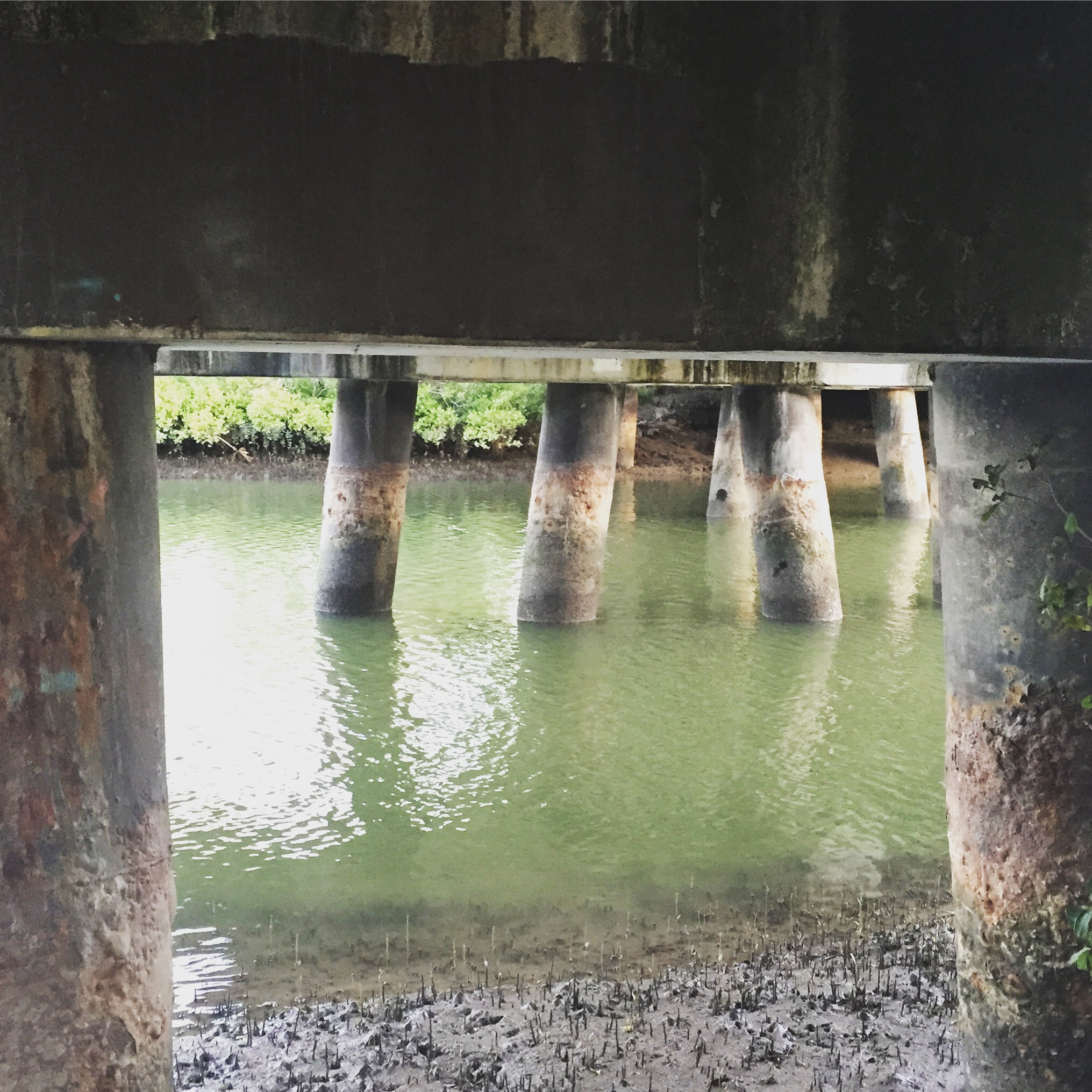 image of water under a bridge alongside a mangrove forest.
