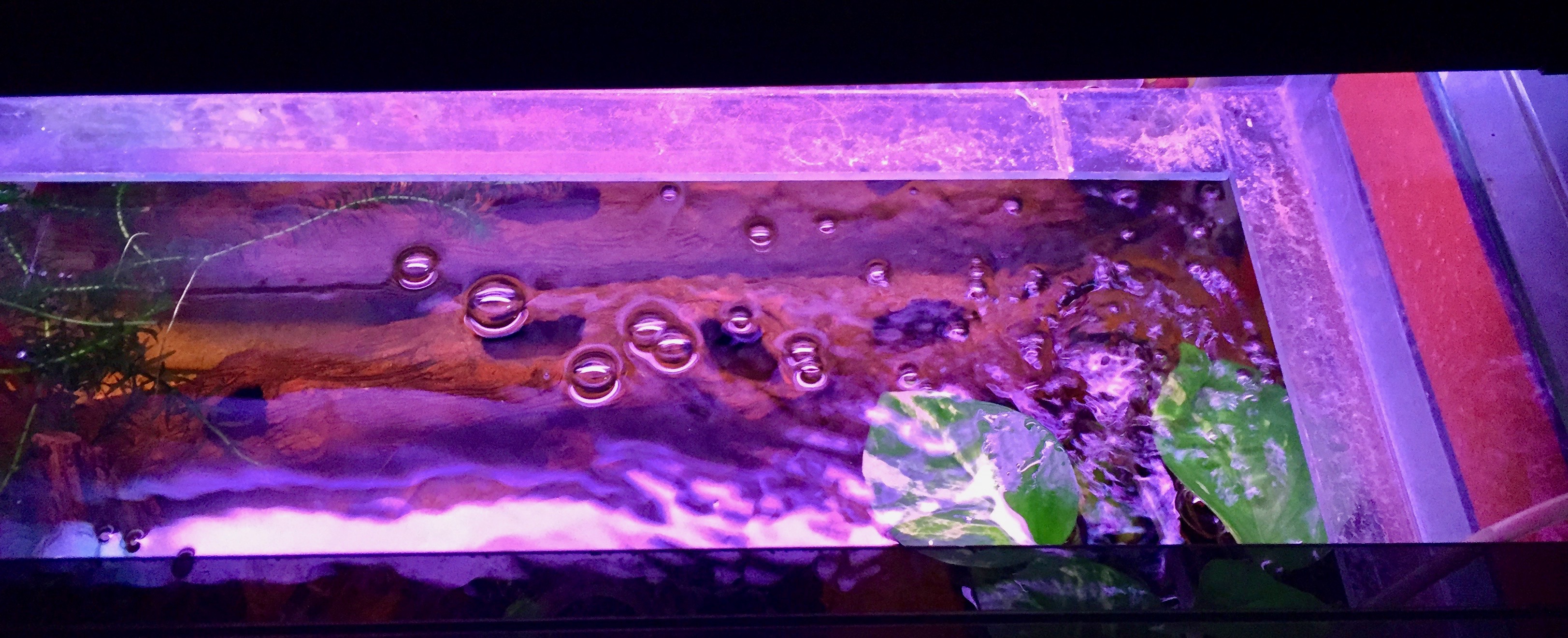 Water bubbles and plants in a tank